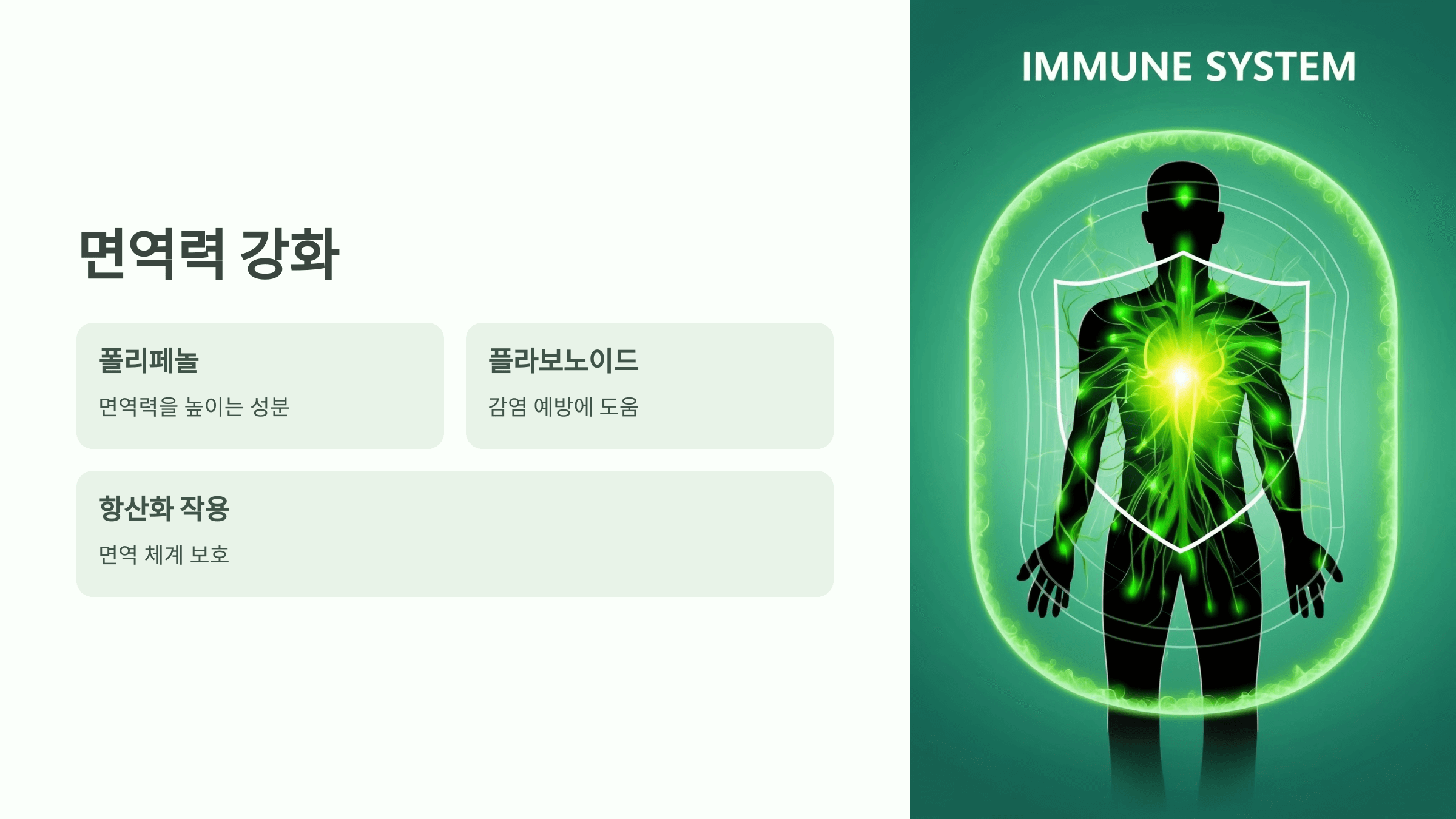 쑥 사진입니다.