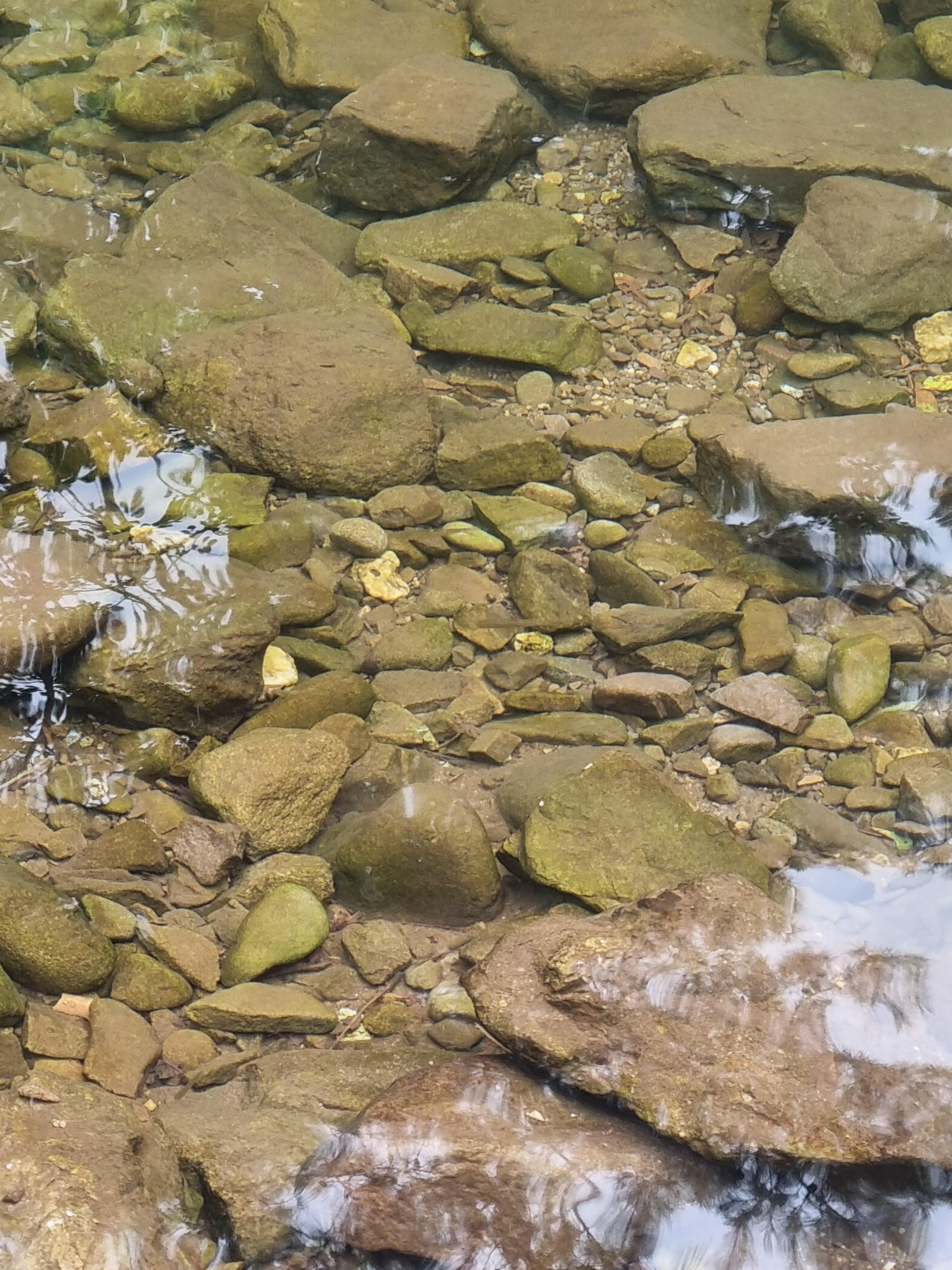 두타산자연휴양림 계곡 물고기