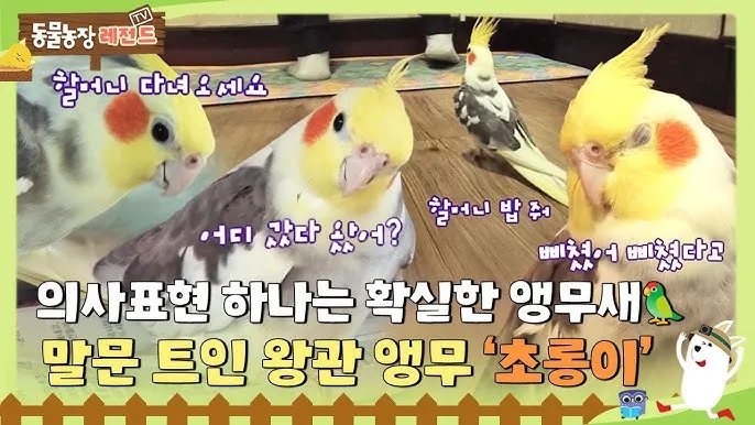 왕관앵무 가격 키우기 분양 수명 먹이 성격 종류_1