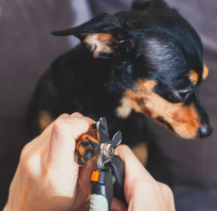 강아지 며느리발톱, 그냥 둬도 괜찮을까요? 관리, 제거, 수술 총정리