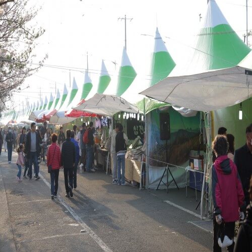 2024년 진해 군항제 및 벚꽃 개화시기