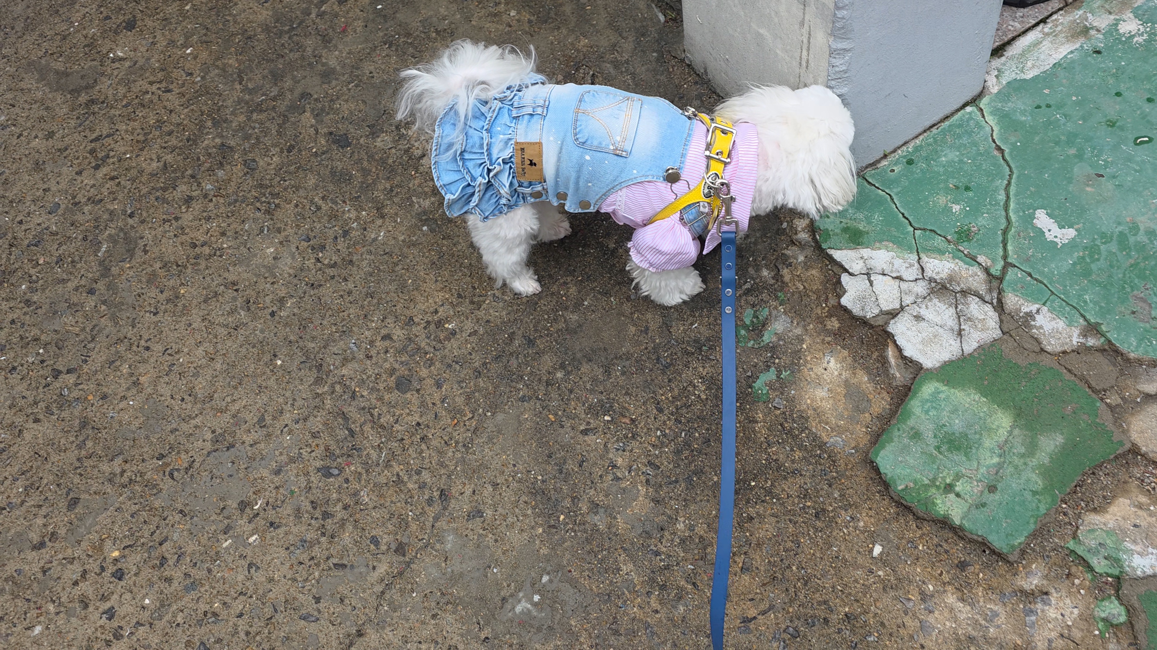 비오는 날 산책중