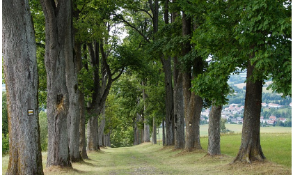 지속 가능한 디자인: 환경을 고려한 디자인 원칙
