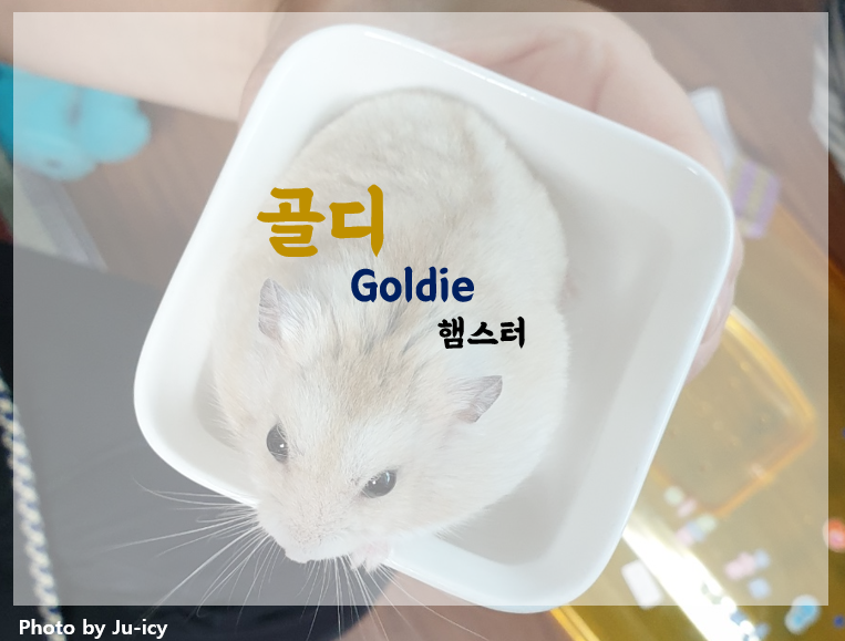 햄스터-골디