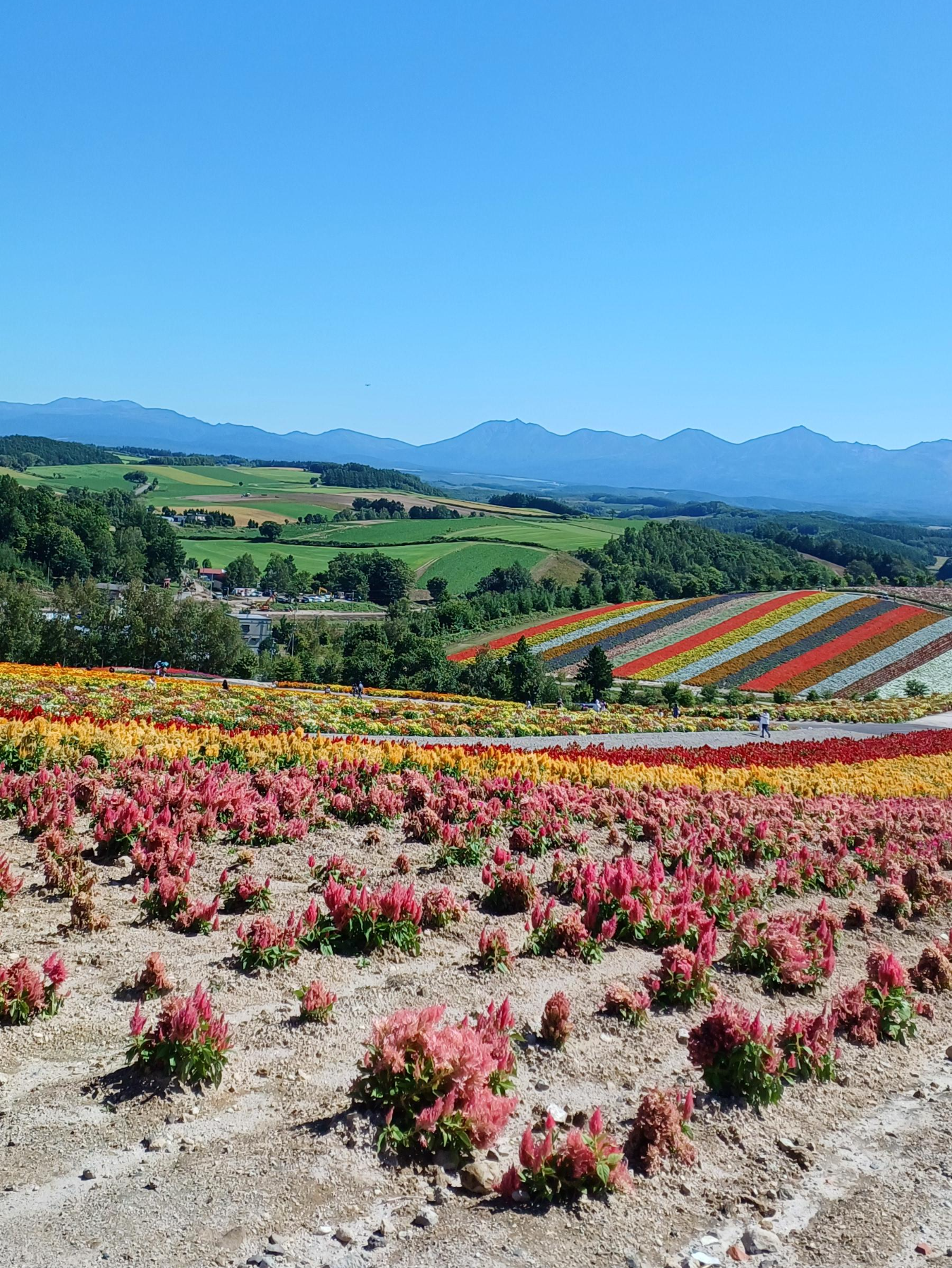 삿포로-비에이-투어-청의호수-사계채