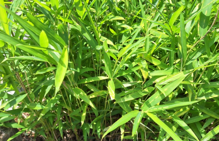 대나무 신우대 조릿대 사진