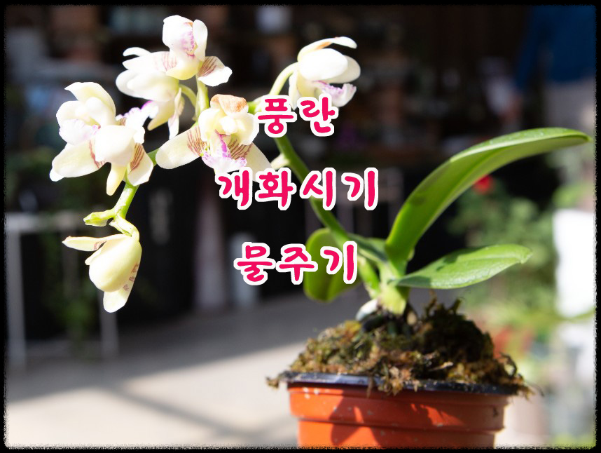 풍란