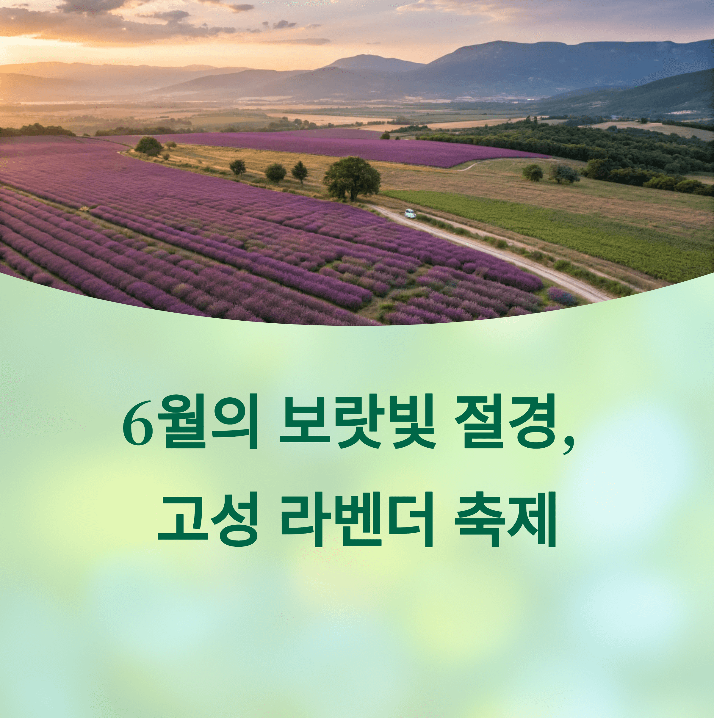6월의 보랏빛 절경, 고성 라벤더 축제 전경