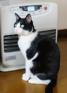 히터 앞에 앉는 고양이.