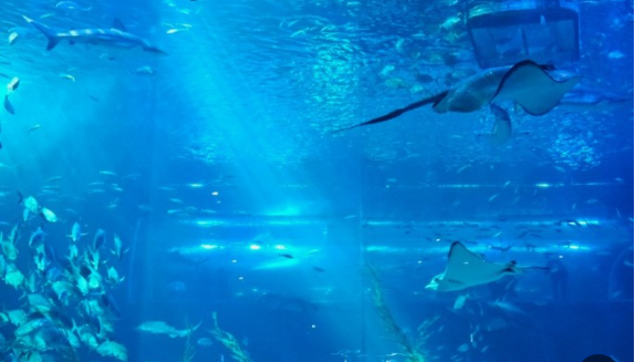 아쿠아플라넷 제주