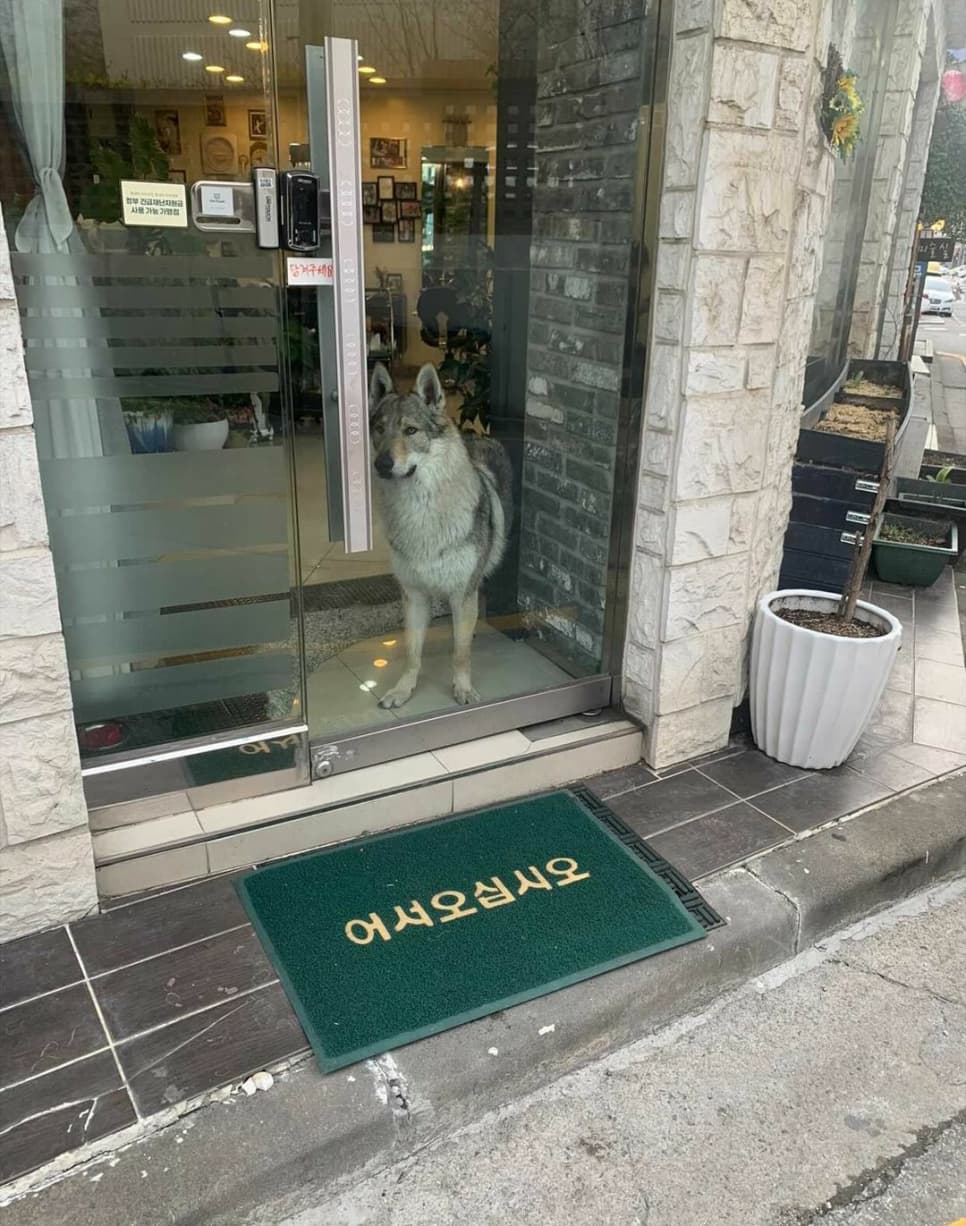 미용실의 늑대개