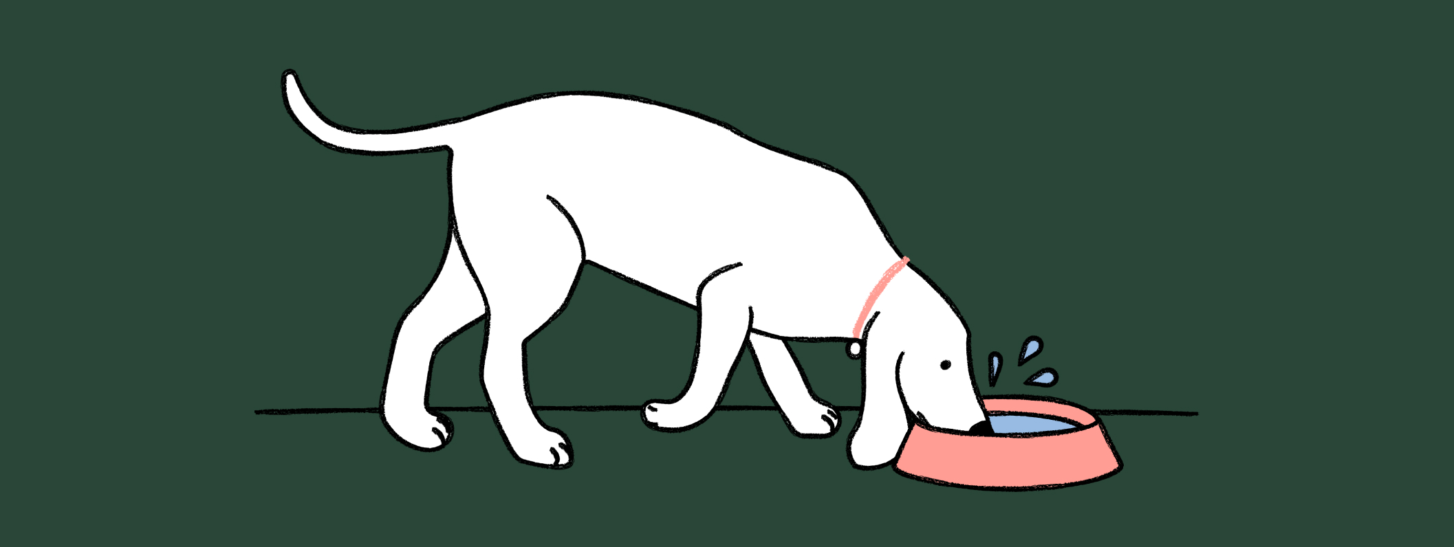 노령견의 다갈증 이미지