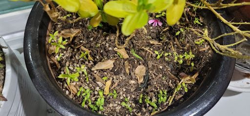 화분안에 새싹이 빼곡하게 올라오고 있는 모습