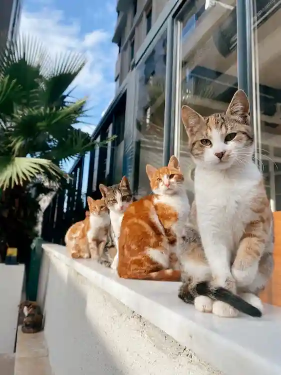고양이-5마리가-창가에-일렬로-앉아있는-사진
