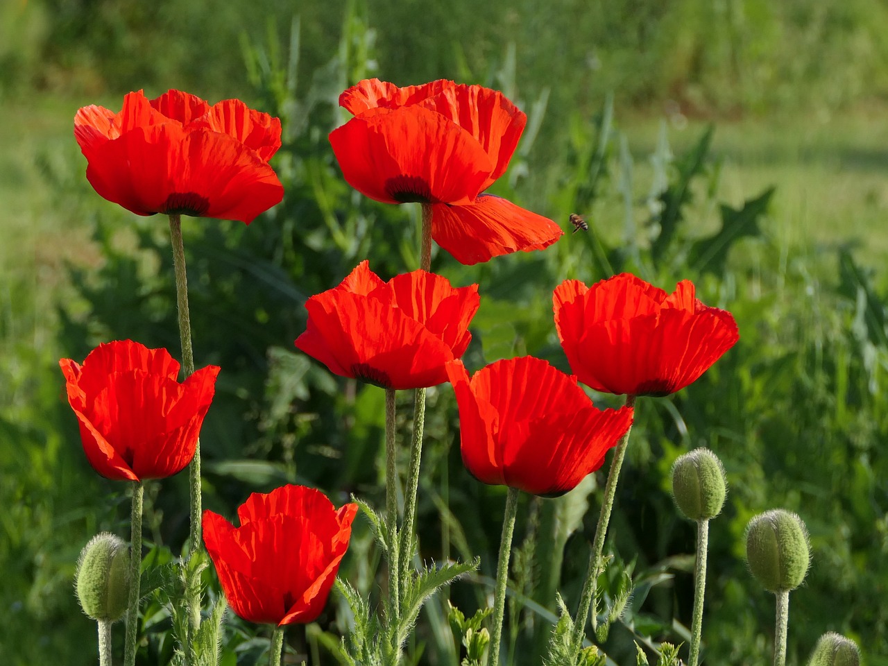 경주 첨성대 양귀비 꽃밭