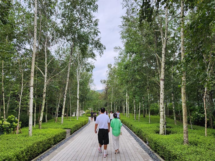 자작나무 산책로