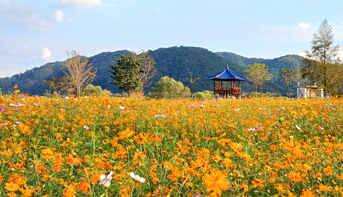 호국의병의숲 친수공원 황화코스모스