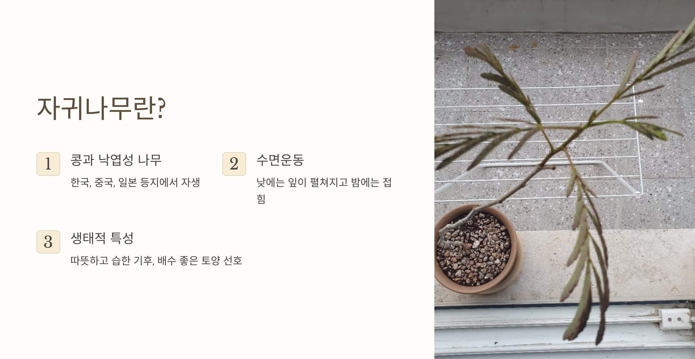 자귀나무 사진