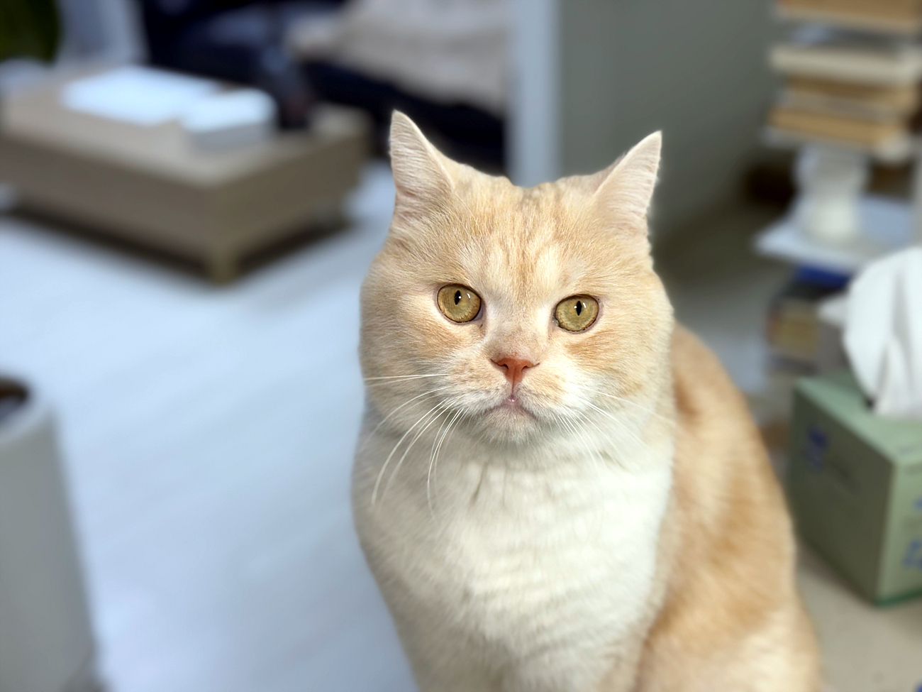 울란지 VL49 카메라 조명