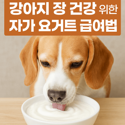 유산균으로 장 튼튼! 반려견 홈메이드 요거트 만들기 & 급여 팁
