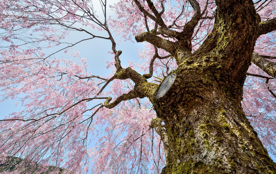 벚꽃과 하늘이 가득 담기게 찍기2