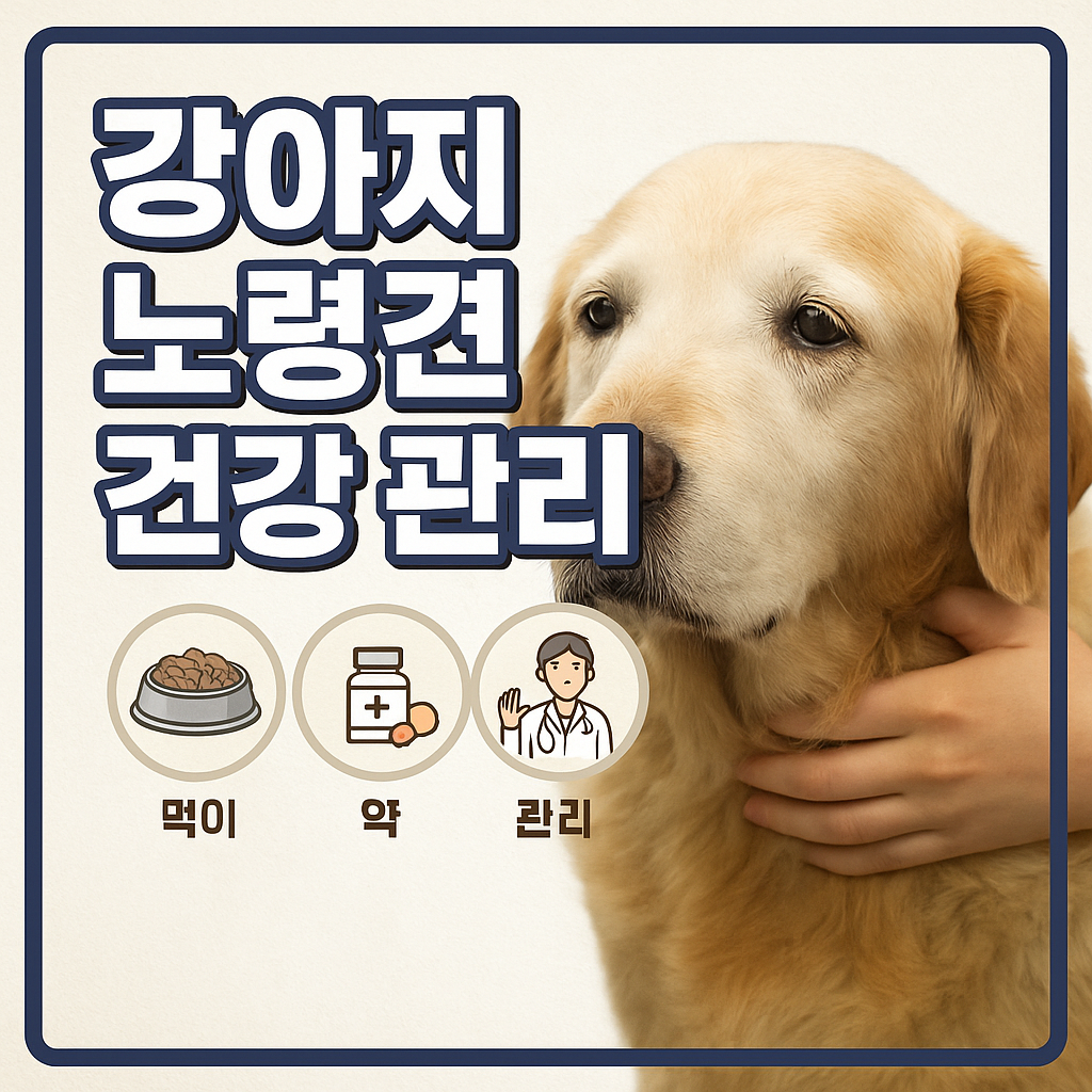 강아지 노령견 건강 관리