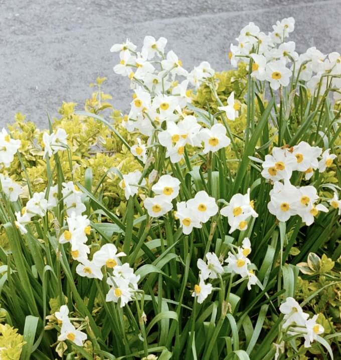 수선화 꽃말, 의미와 이야기