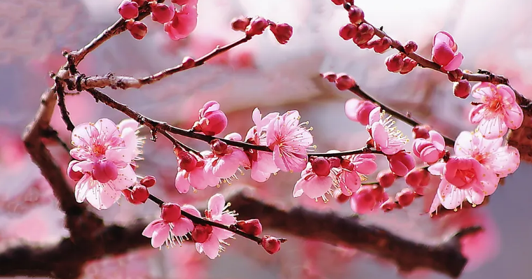 2026년 봄꽃 매화가 전하는 설렘, 개화 시기와 전국 명소