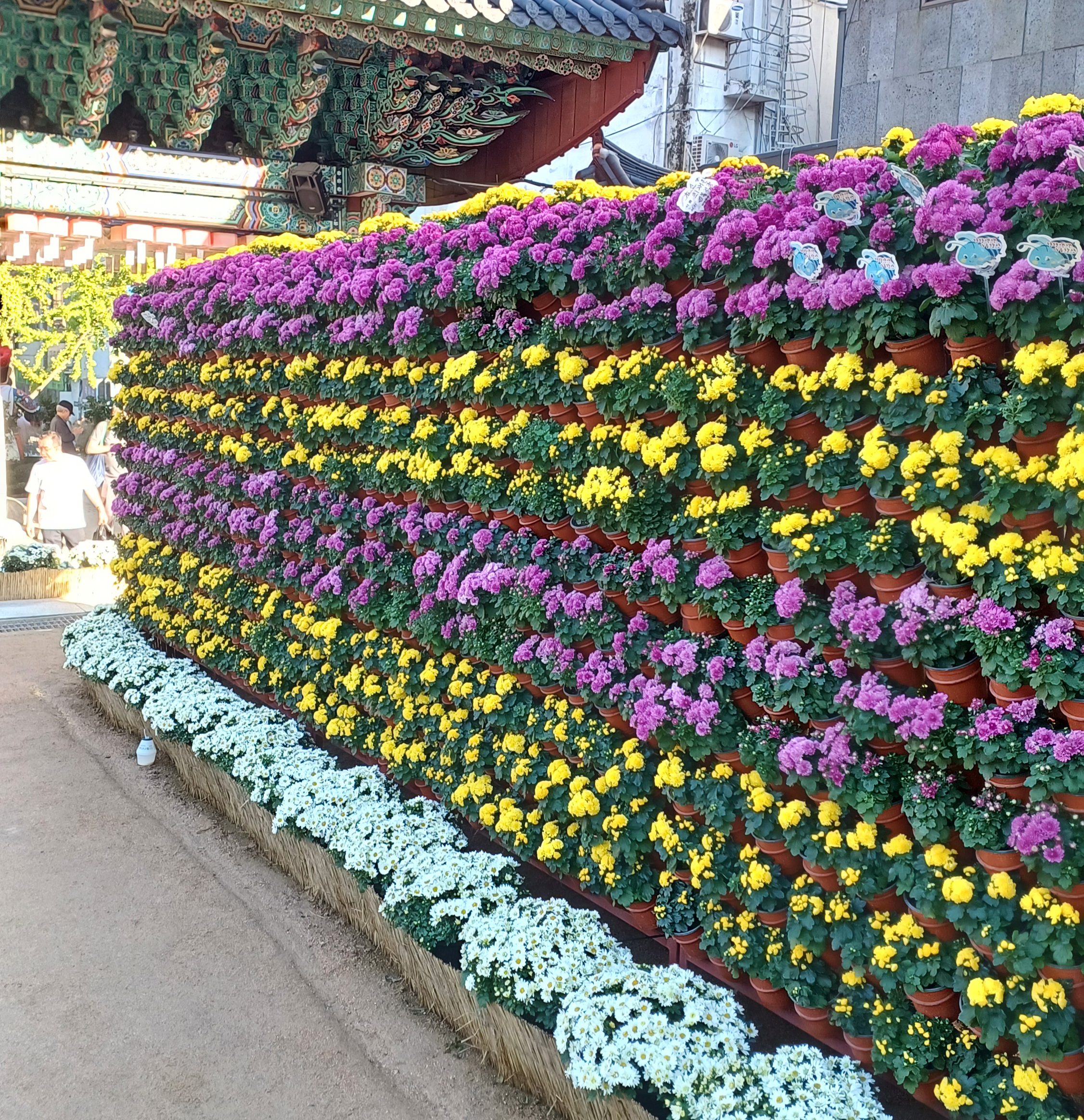 조계사-국화축제-9