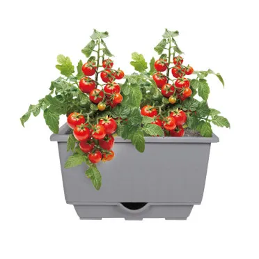 베란다 상자텃밭 상추 루꼴라 방울토마토 허브 모음 재배_12