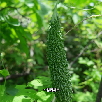 여주 효능