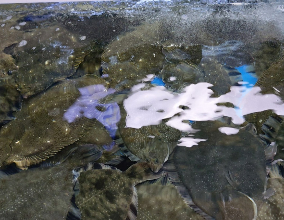 6시내고향 하남덕풍시장 오징어물회 도다리물회