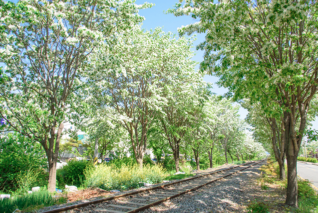 전주 이팝나무 축제 