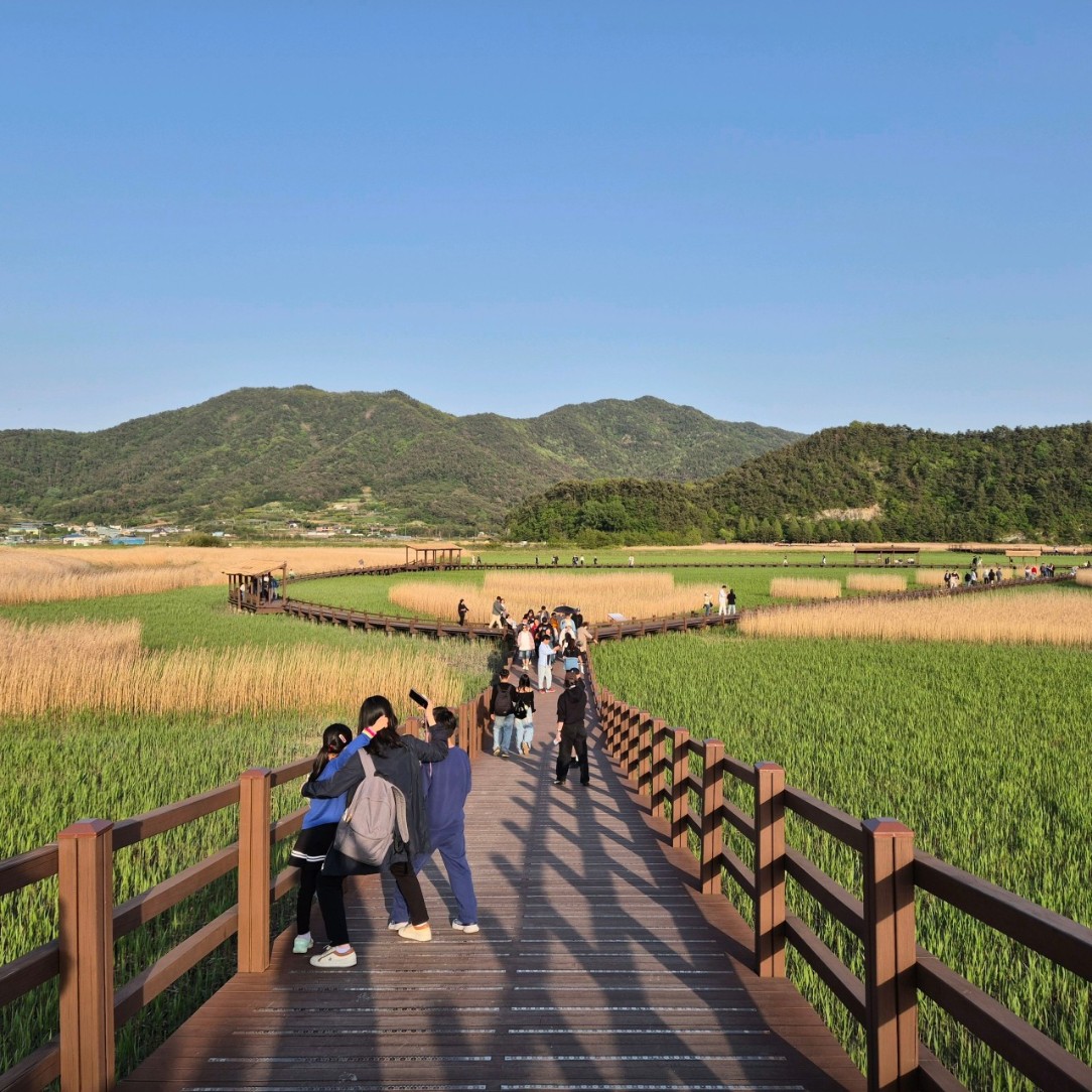 순천만습지 이미지