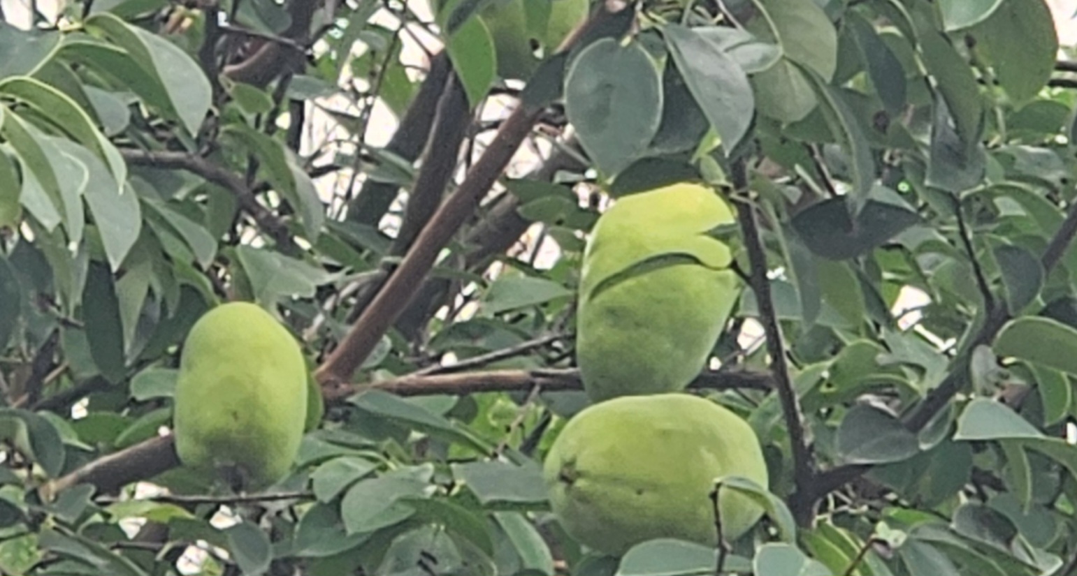 짙은 초록빛 잎사귀 사이로 탐스럽게 익어가는 모과 열매. 울퉁불퉁하고 연녹색빛의 둥근 모양이 특징이다.