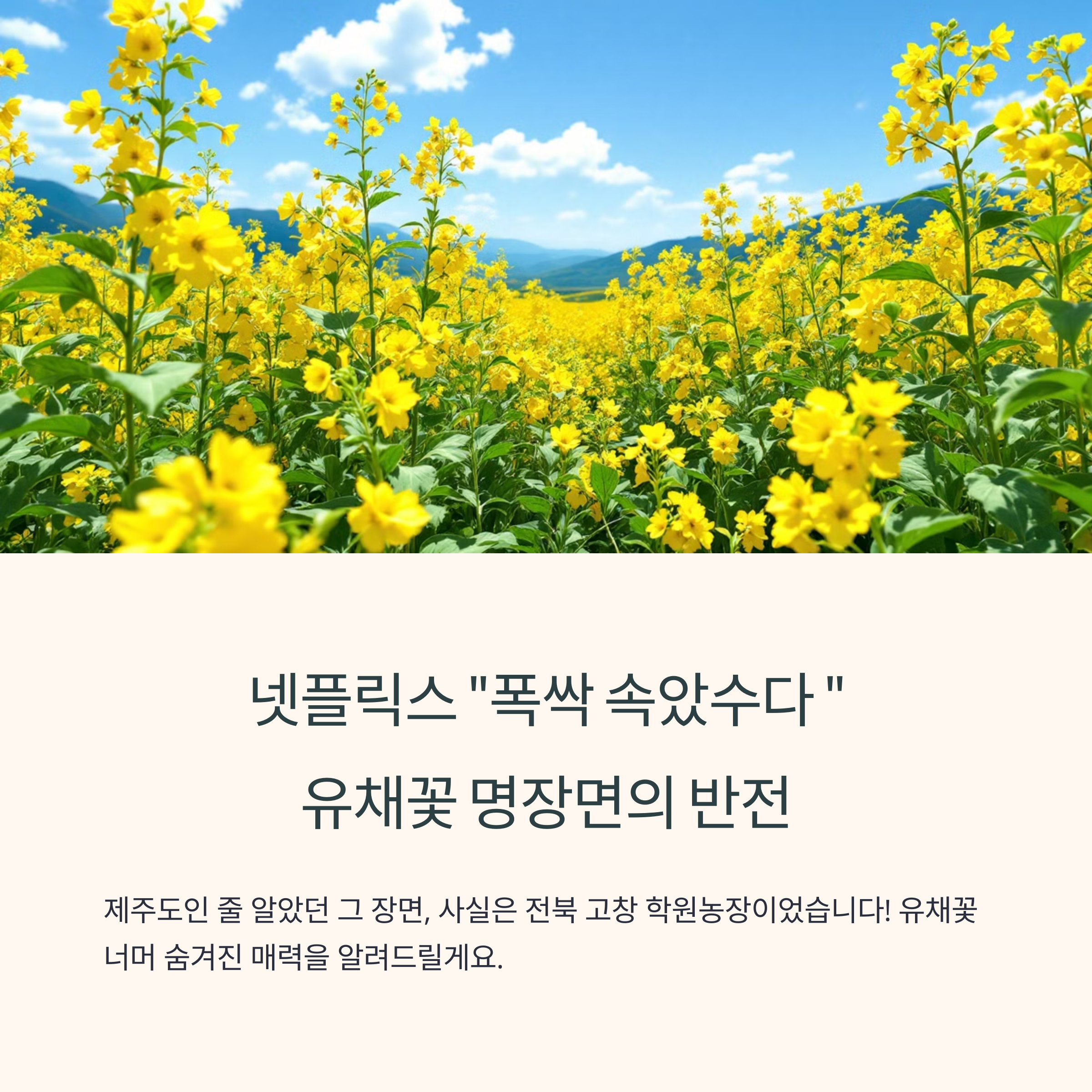 폭싹 속았수다 유채꽃 명장면의 배경, 고창 학원농장 총정리