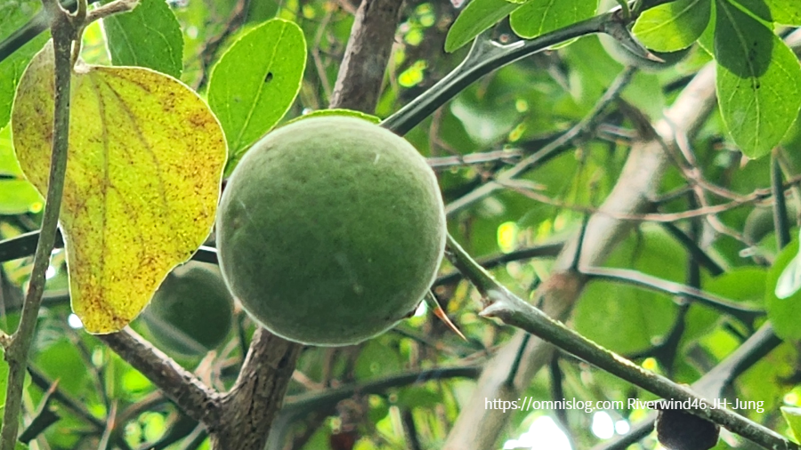 풋탱자, 소지실(小枳實) 지실(枳實) , 지각(枳殼)