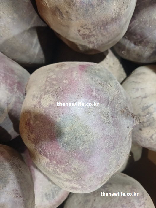 혈관을 확장시키는 질산염이 풍부한 고혈압에 좋은 음식인 채소 비트 실물 사진