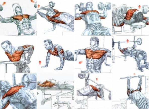 가슴 부위별 운동