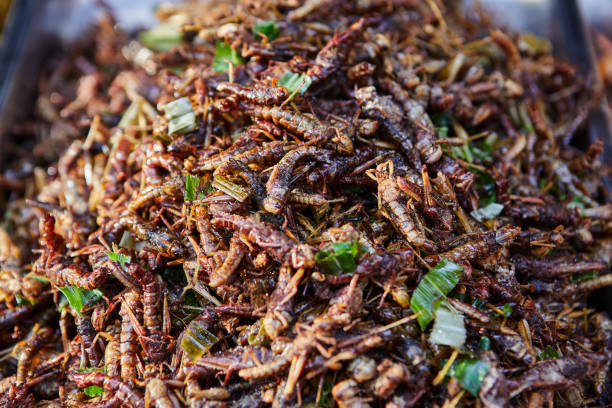 곤충의 항균 물질이 감염성 질환 예방에 미치는 기여