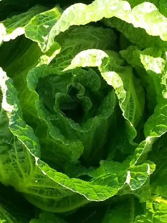 김장 배추 재배 파종 모종 웃거름 결구 수확 타이밍_24