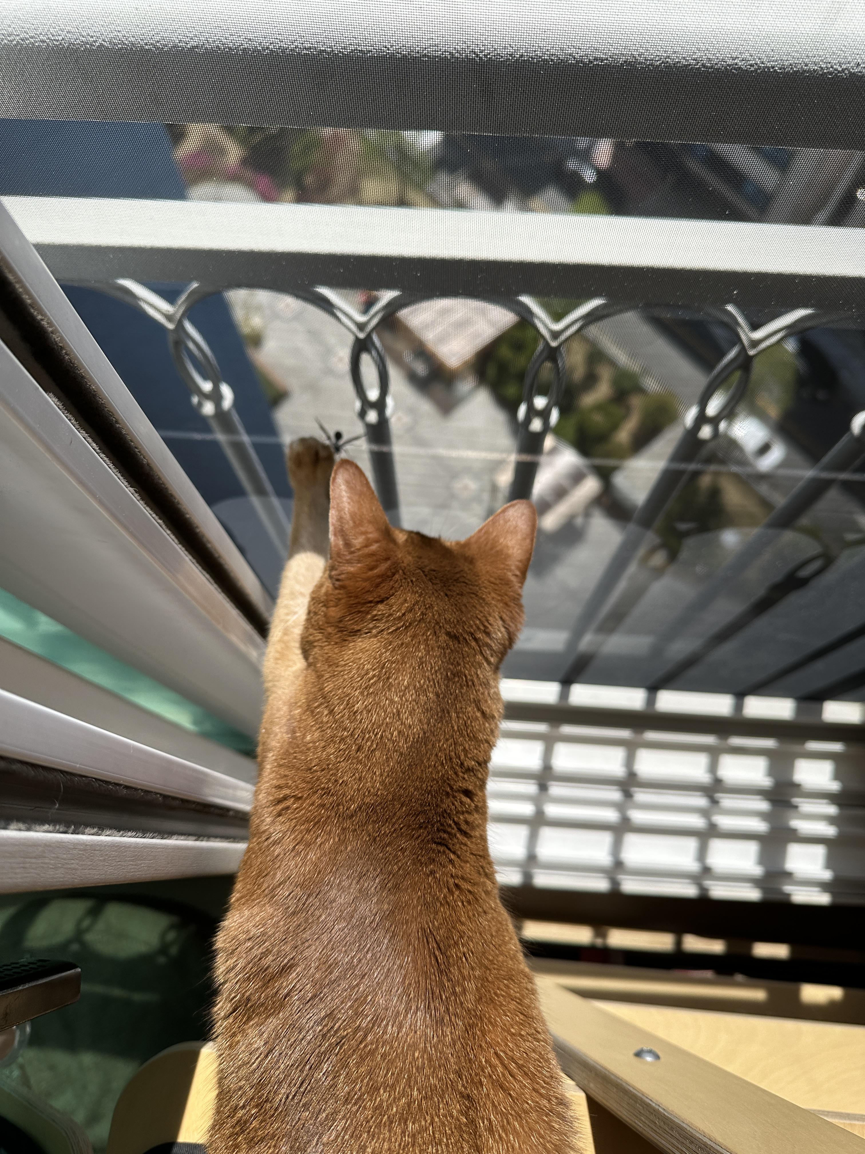 고양이들이 창밖에 벌을 발견했을때 (feat. 루나와 호야의 반응)