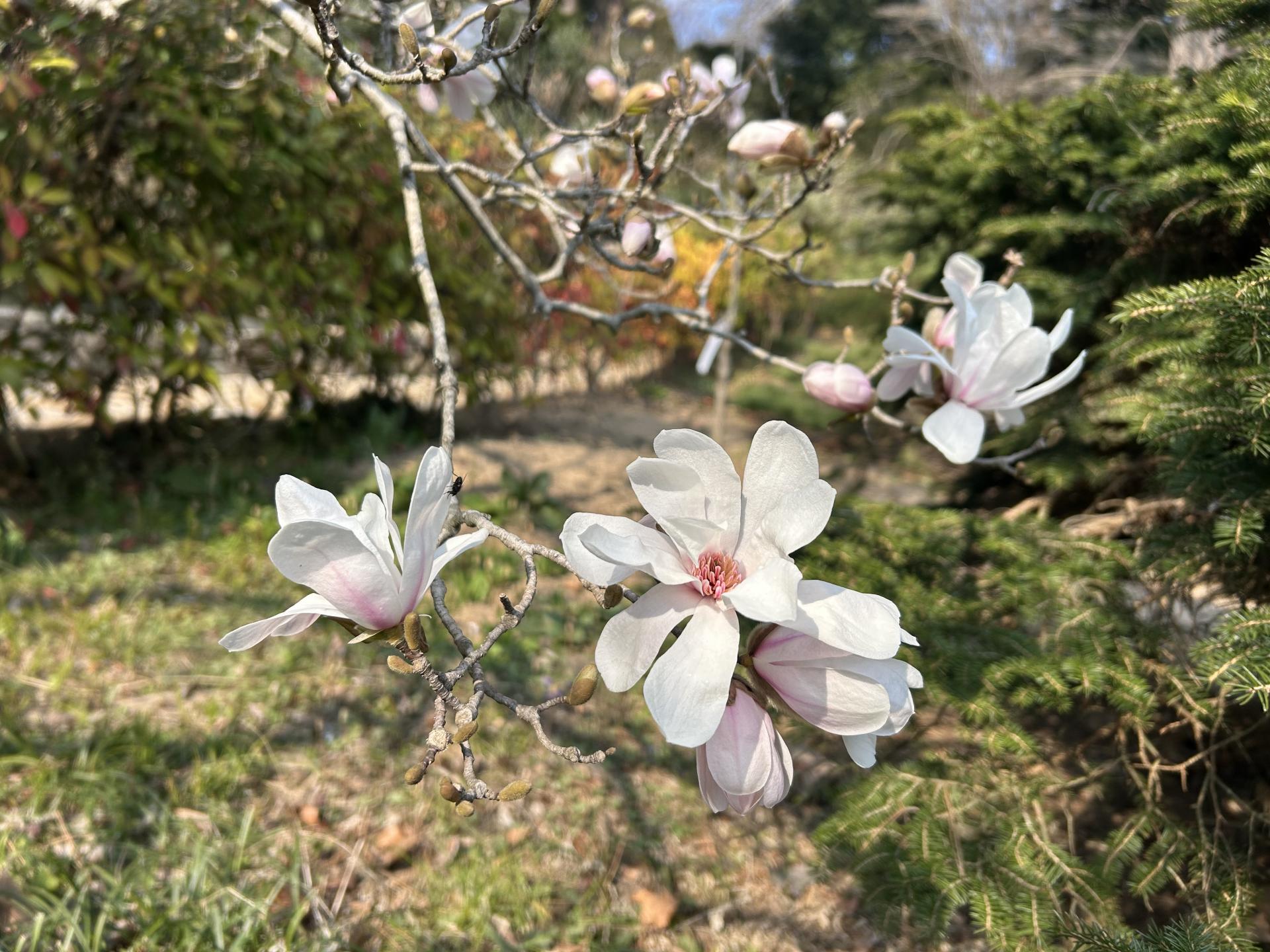태안 천리포 수목원 목련축제 2025 주차 맛집 꿀팁 총정리