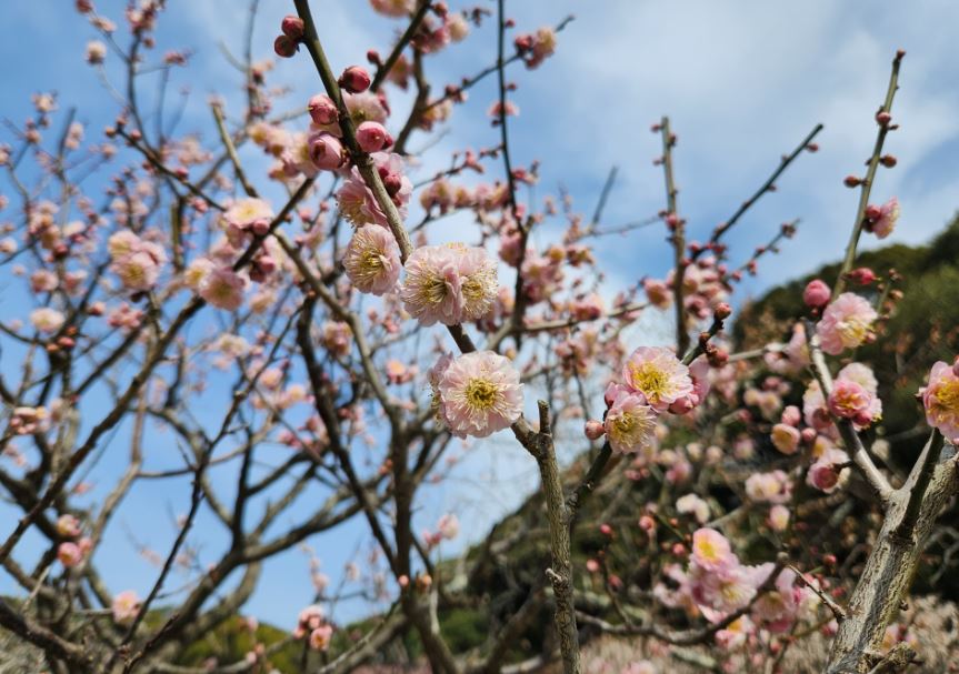 후쿠오카-여행-다자이후-텐만구-매화나무