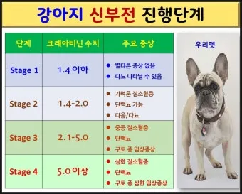 강아지 신부전에 좋은 음식 추천_16