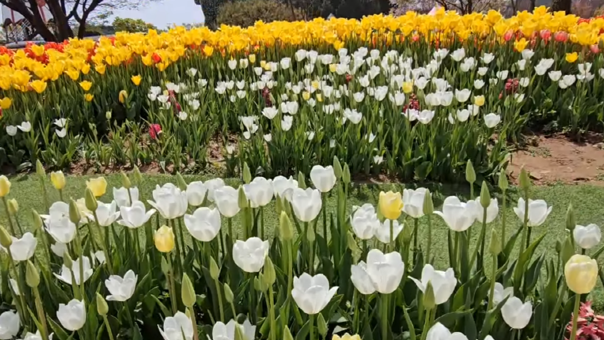 태안 튤립축제 위치 찾아가는 방법 입장료