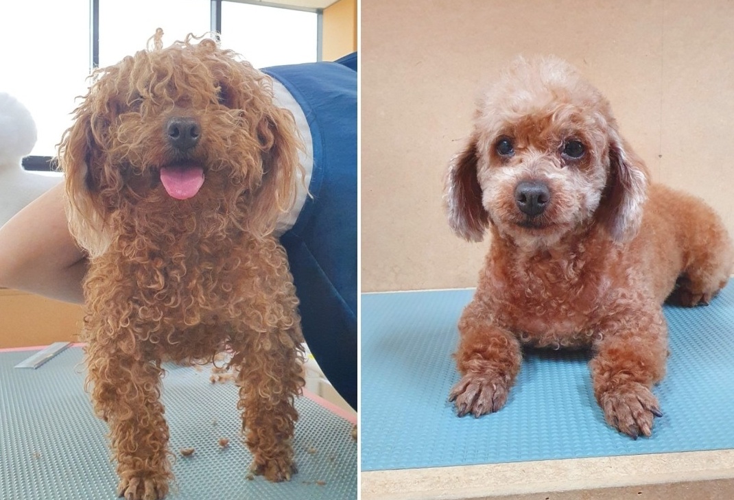 정애견미용학원 실견실습