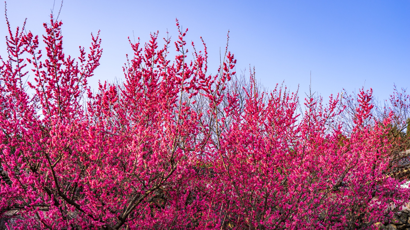 광양 매화축제 기간