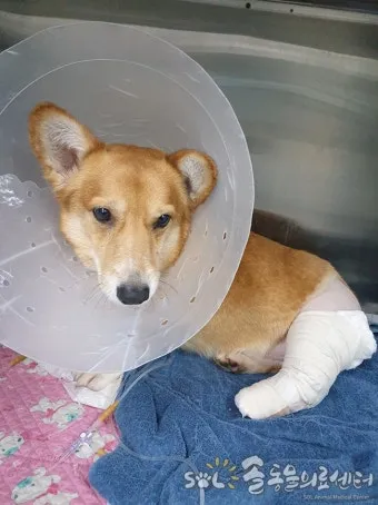 강아지 백내장 수술비용 현실 증상 예방법 보호자 가이드 정리_16