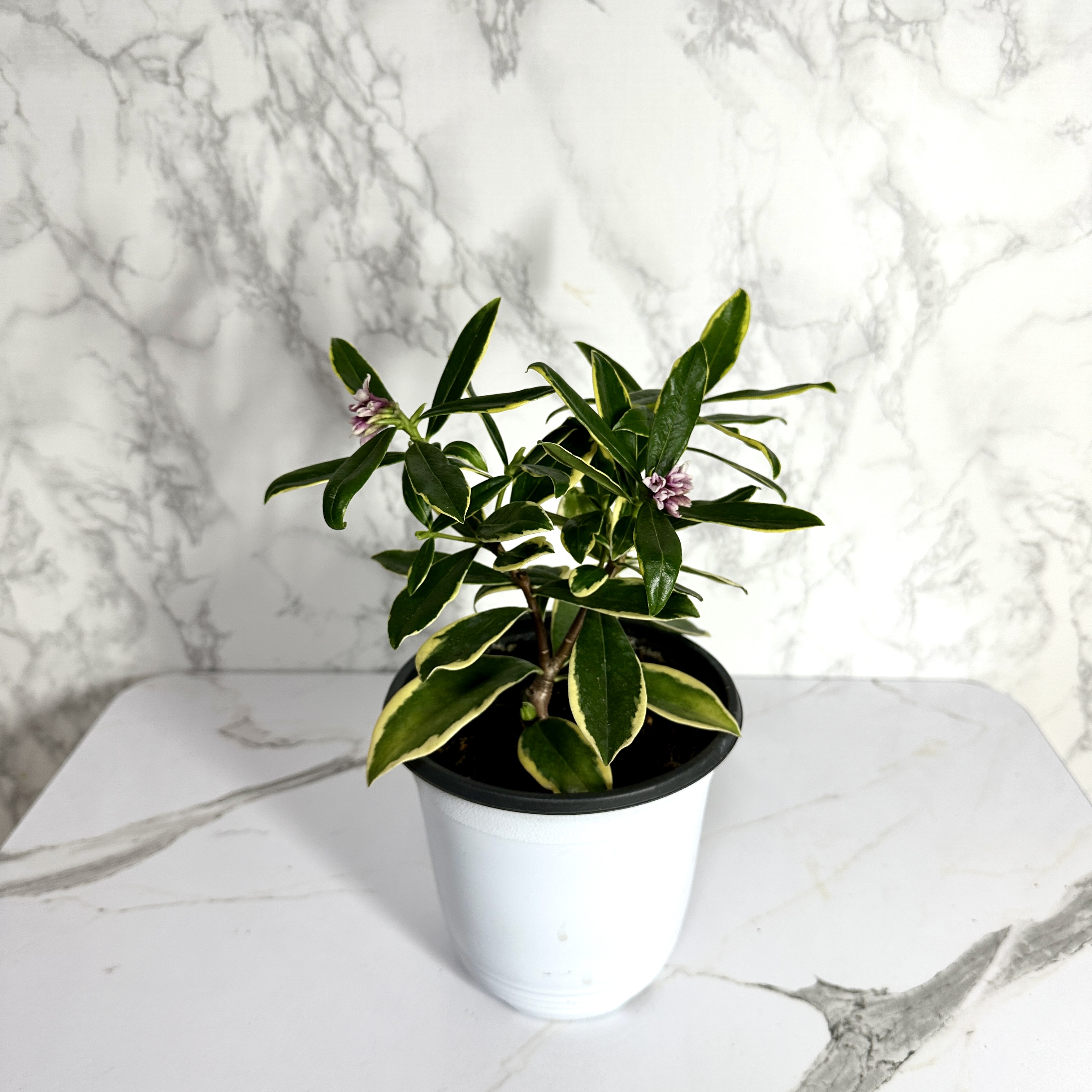 황금무늬 천리향 키우기